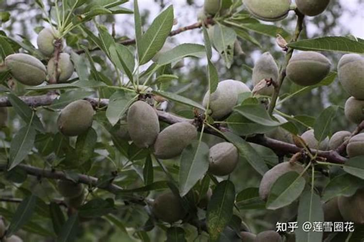 巴达木如何种植巴旦姆的产地在哪