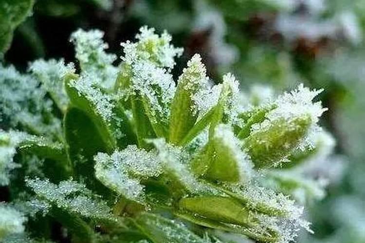 什么是植物防冻剂？植物防冻剂的主要成分是什么