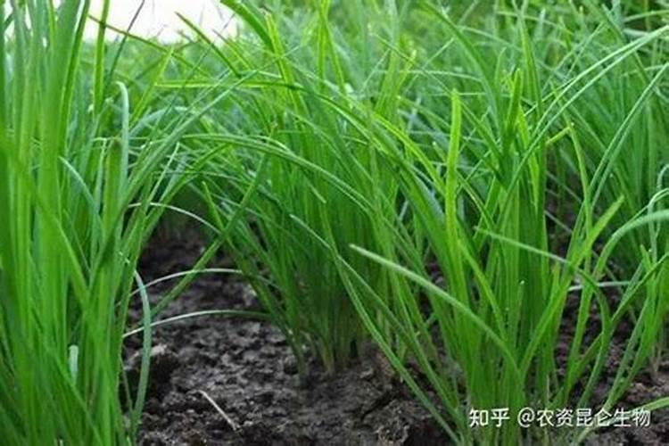 韭菜烂心是什么原因？