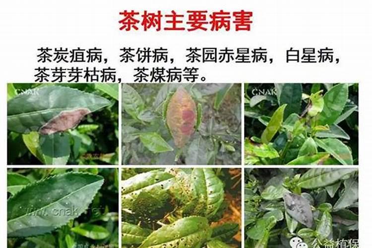 茶树如何预防害虫