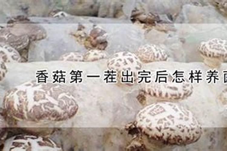 香菇收了一茬后可出现杂菌污染什么原因？