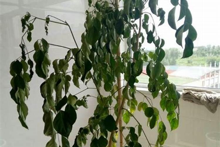 幸福树,叶子黄,断枝怎么办