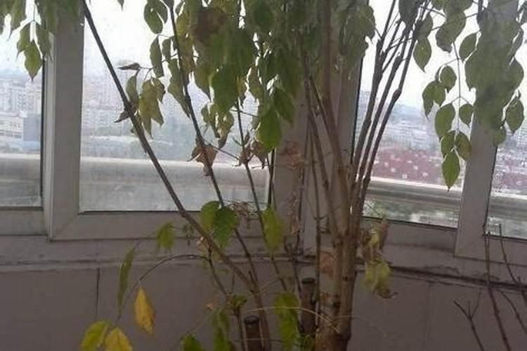 幸福树断枝后枯萎如何处理