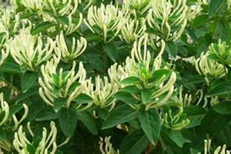 农村药材种植项目种植前景如何