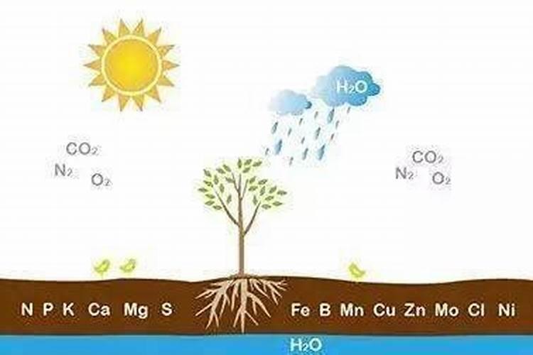 植物的营养元素间有哪些作用？