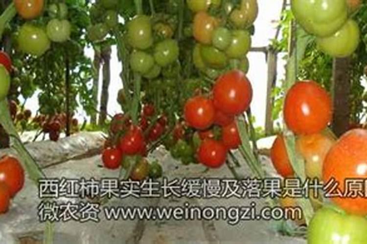 西红柿果实生长缓慢及落果是什么原因？