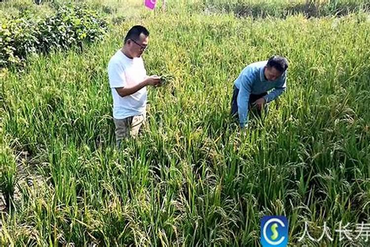 绿色农业的新篇章：培育水稻“一种两收