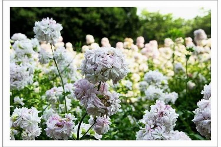 绽放美丽，种植石碱花的艺术与注意事项