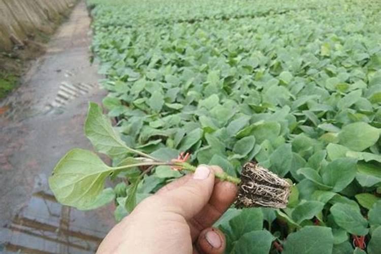 怎样使用底肥才能达高产？底肥施用方法