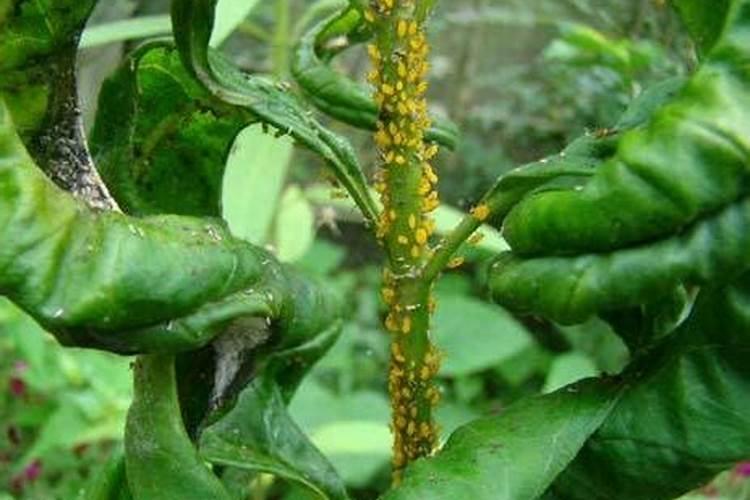 几种桃树害虫的生物与人工防治技术？