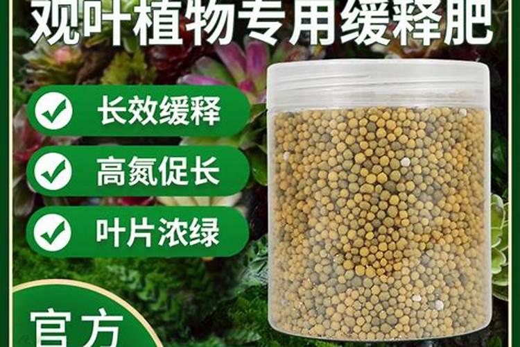 观叶植物专用肥料是什么