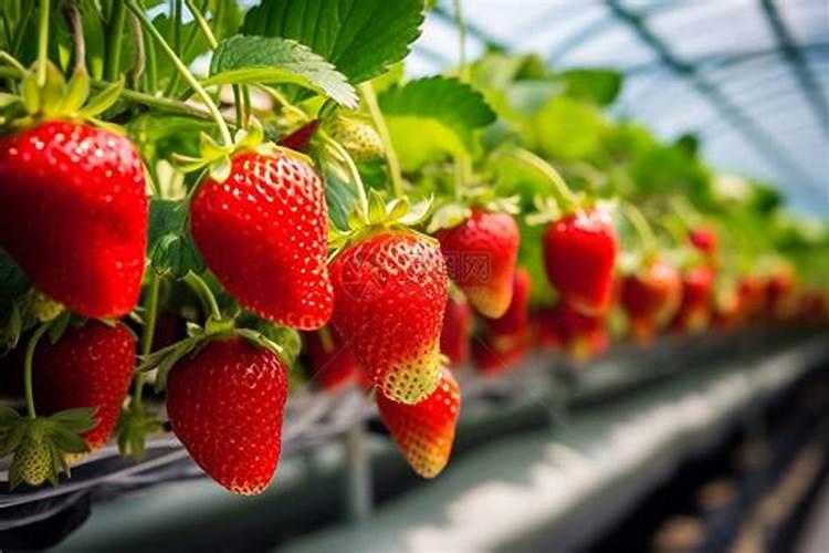 冬日暖阳下的甜蜜守护：温室草莓的冬季管理秘籍