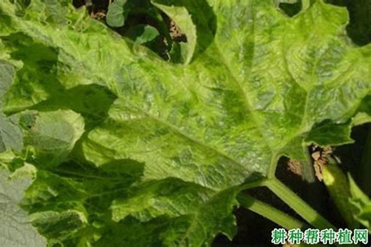 西葫芦病毒病的防治技巧