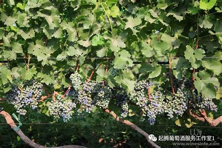 葡萄摘后管理抓五点