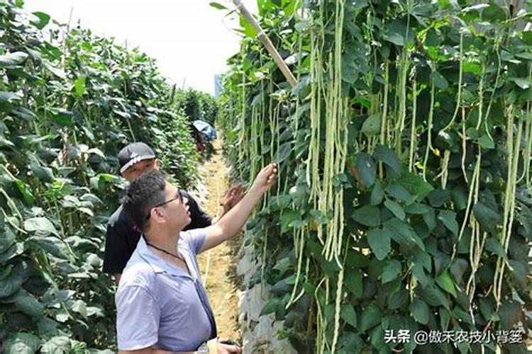 豆角塑料大棚栽培方法豆角应该怎么养殖