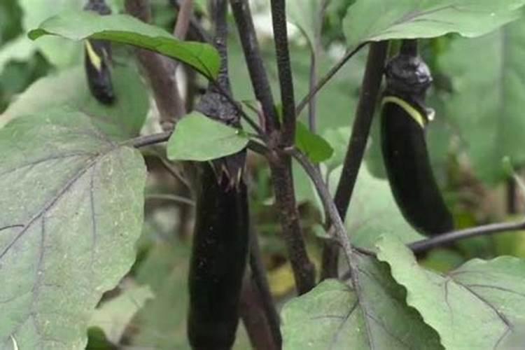 探究紫茄子长成白茄子的原因
