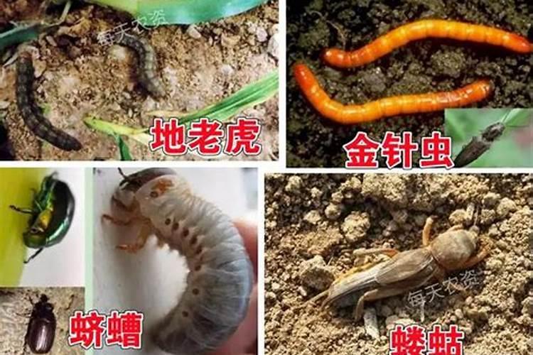 危害玉米的地下害虫有哪些，玉米的地下害虫有那几种？