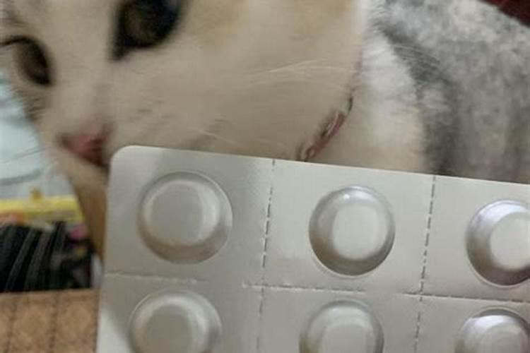 小猫吃驱虫药后的禁忌