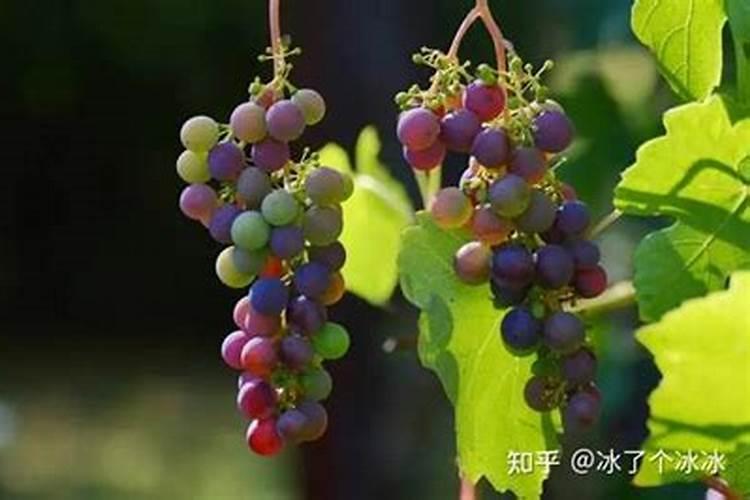 造成葡萄裂果的主要原因有哪些？