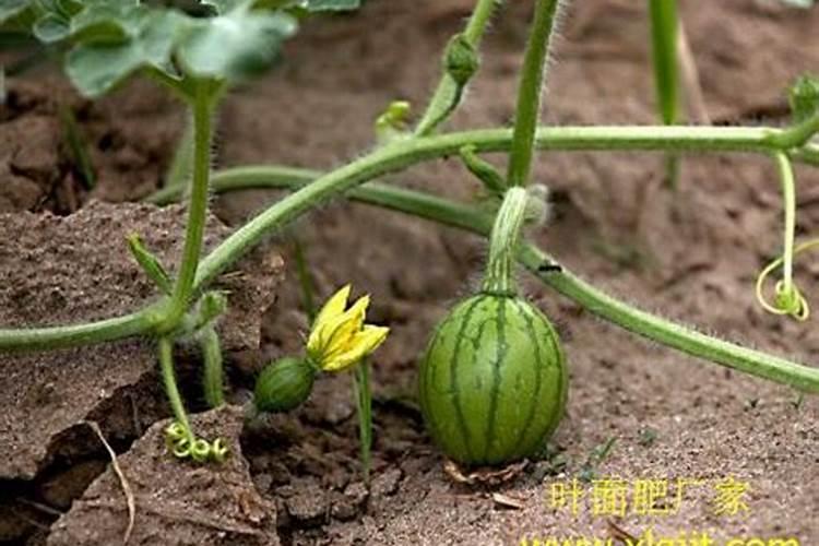 西瓜开花期的管理与防落花策略