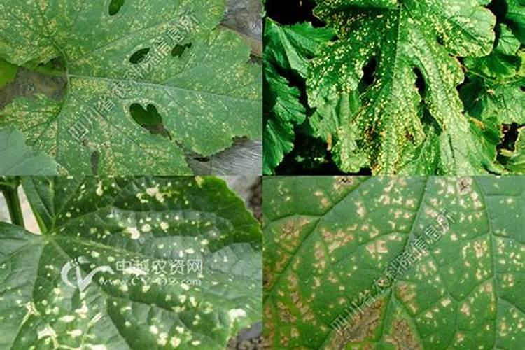 西葫芦蔓枯病防治全攻略：有效药物与综合管理策略