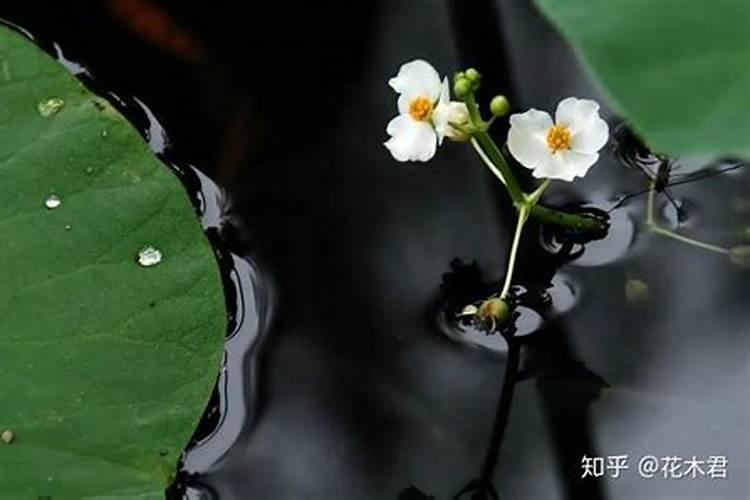 慈姑捺叶的原因是什么？