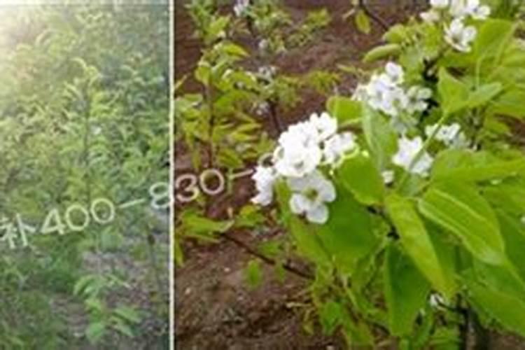 梨树硼肥买哪种比较好用？