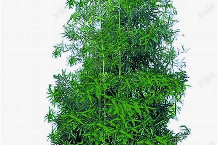 观音竹从底部慢慢变黄,叶片上有白色的东西,顶部没有,求大神支招？
