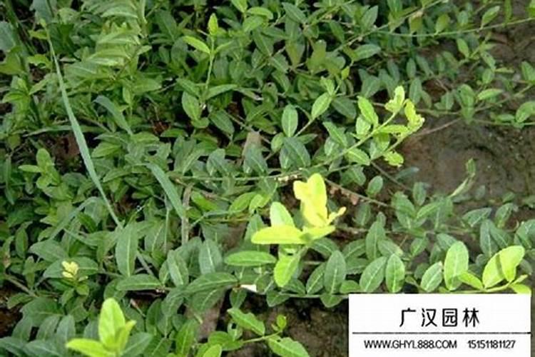 绿意盎然：彩叶扶芳藤的病虫害防治全攻略