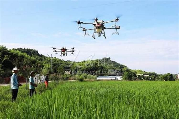 阴雾天气下的棚菜守护者：病虫害防治与管理策略