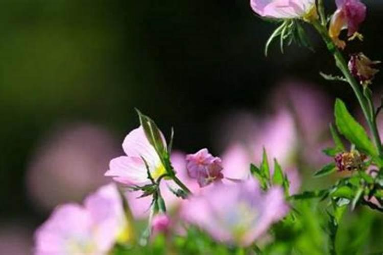 木香花夏天可以施肥吗？