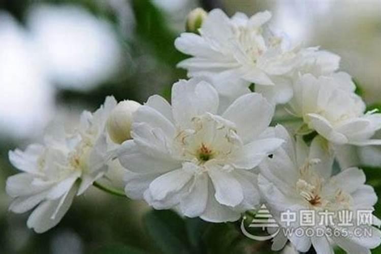木香花如何养植木香花的养殖方法