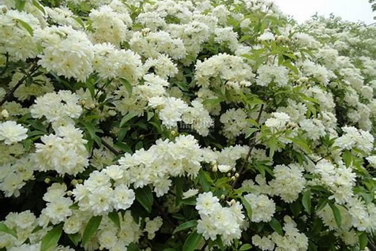 木香花怎样养殖木香花养殖方法