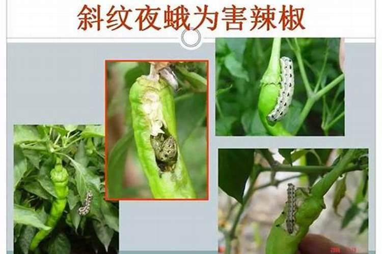 辣椒有什么病虫害？怎么管理？