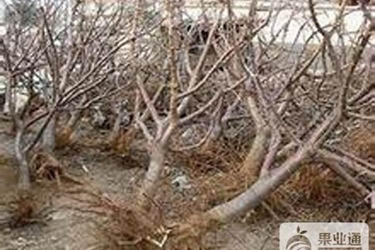 樱桃死树原因及防治措施