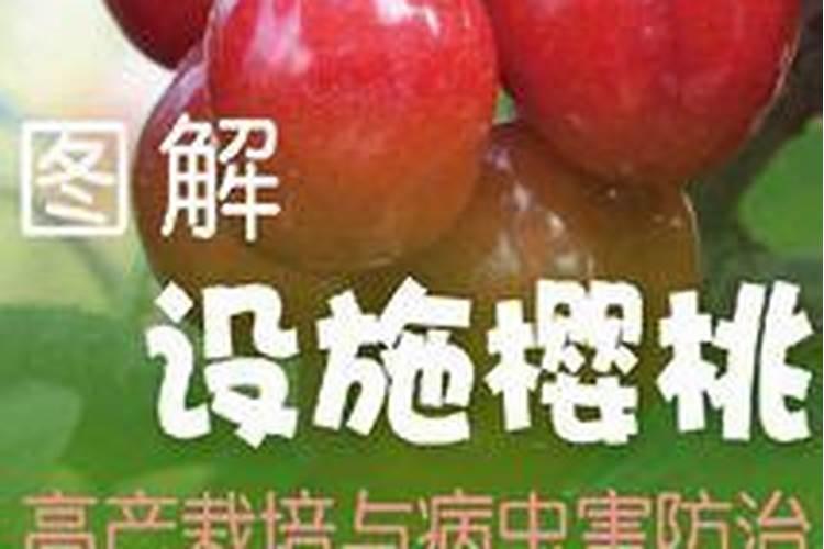 北方地区设施樱桃高产栽培技术规程