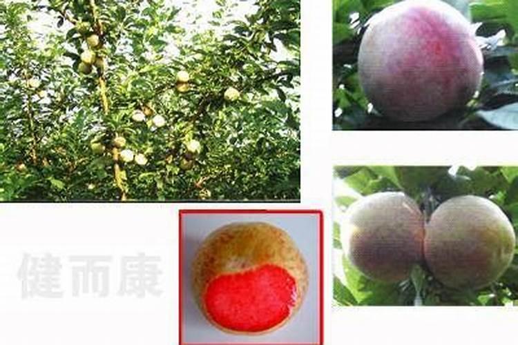 守护果园的金黄宝藏：杂交杏李食心虫的综合防治策略