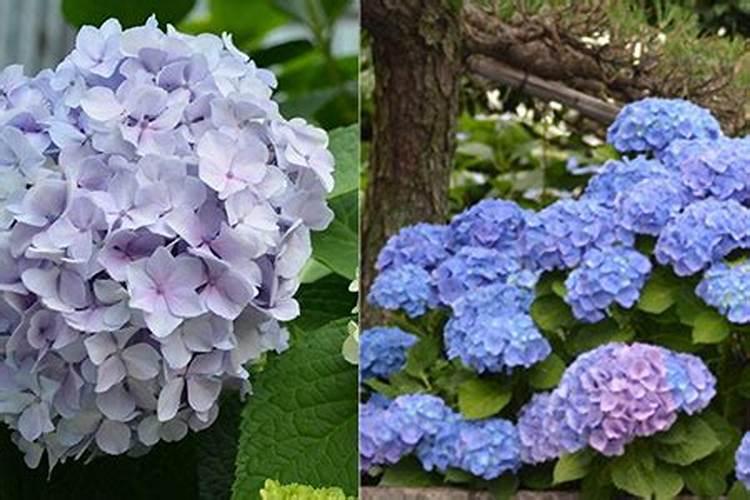 八仙花叶斑病防治