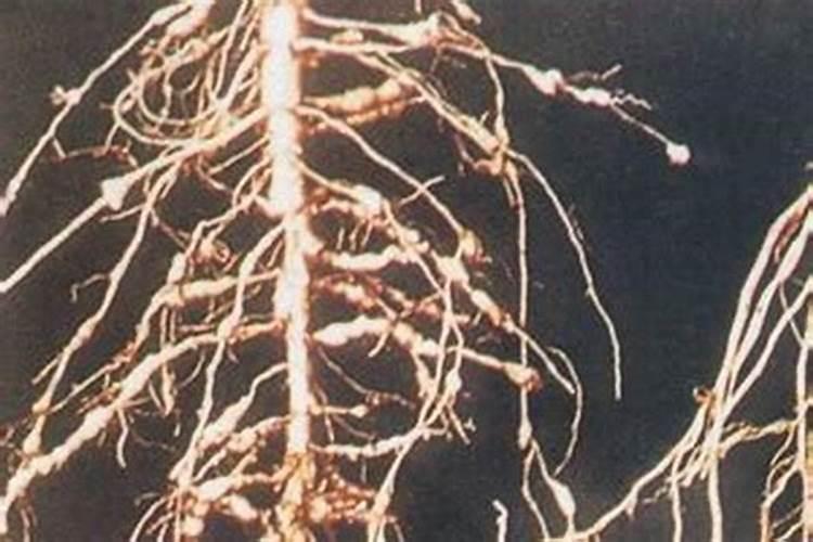 棉花枯病的克星：有效农药与管理策略