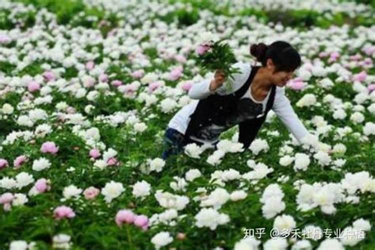白芍种植的艺术与科学：掌握关键注意事项