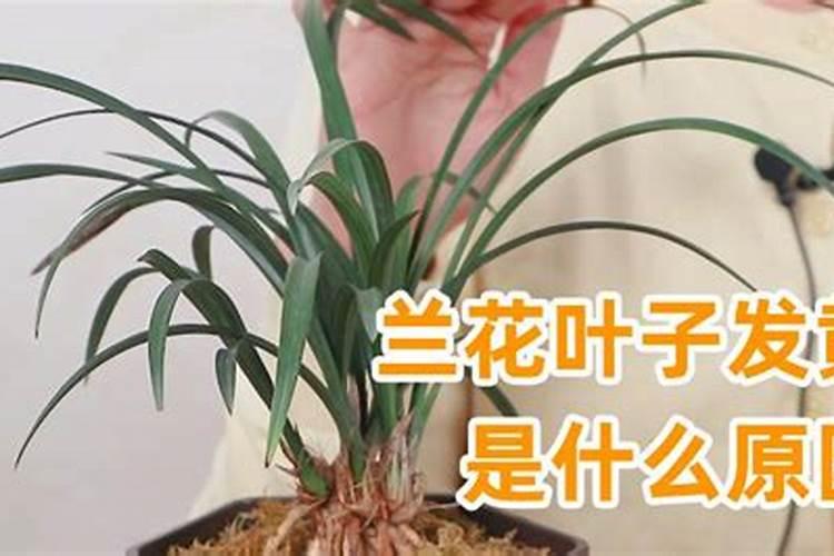 兰花黄叶是什么原因怎样处理？
