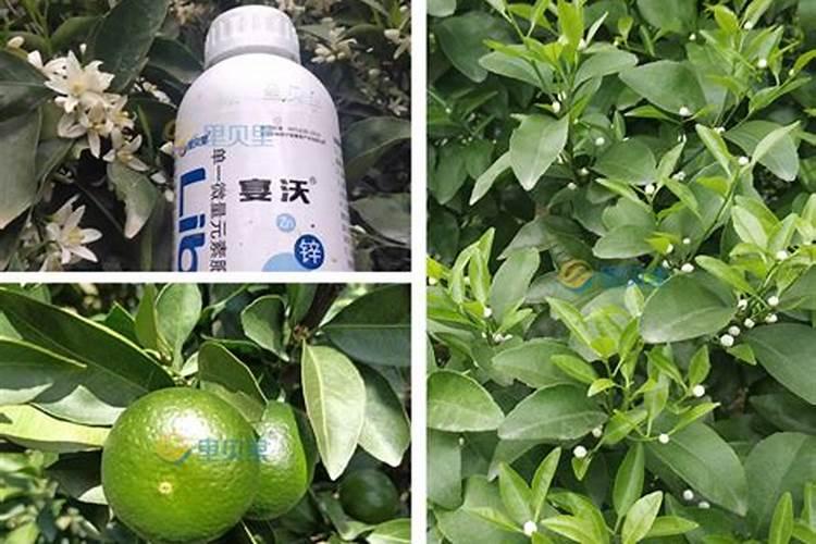 水溶肥对柑橘生长效果的影响？