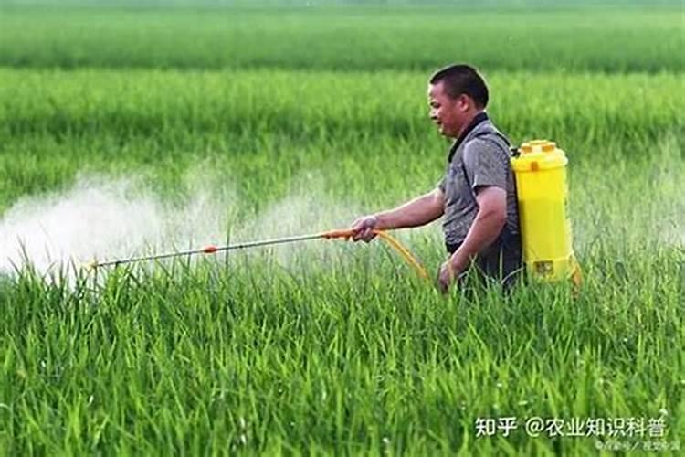 守护绿意盎然：农药保护性杀菌剂的三大使用要点