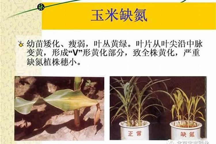 常见棚菜缺素症及补救措施