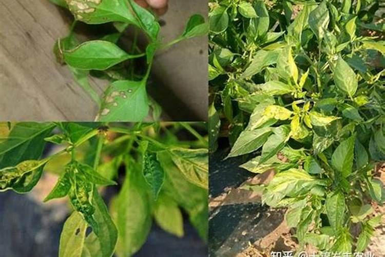 烈日下的隐患：高温天气施肥引发的肥害解析