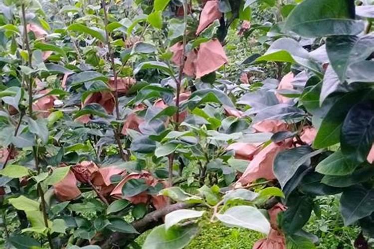 高温天气,果树施肥要小心,怎样防止肥害发生