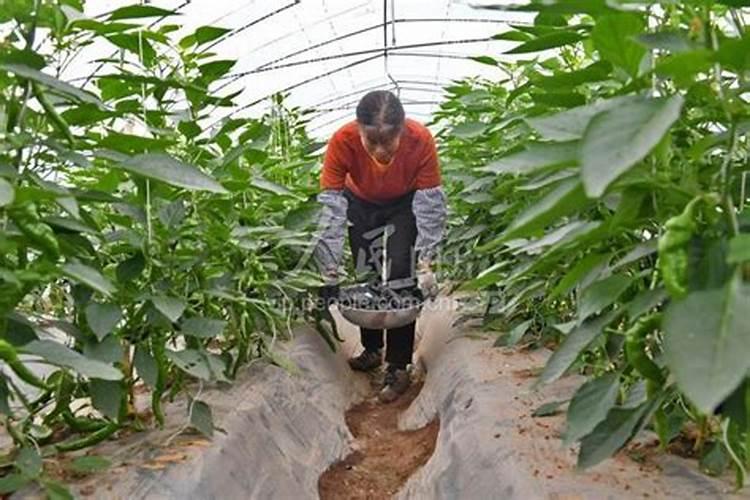 辣椒抵御低温之术：防寒药剂与综合管理策略