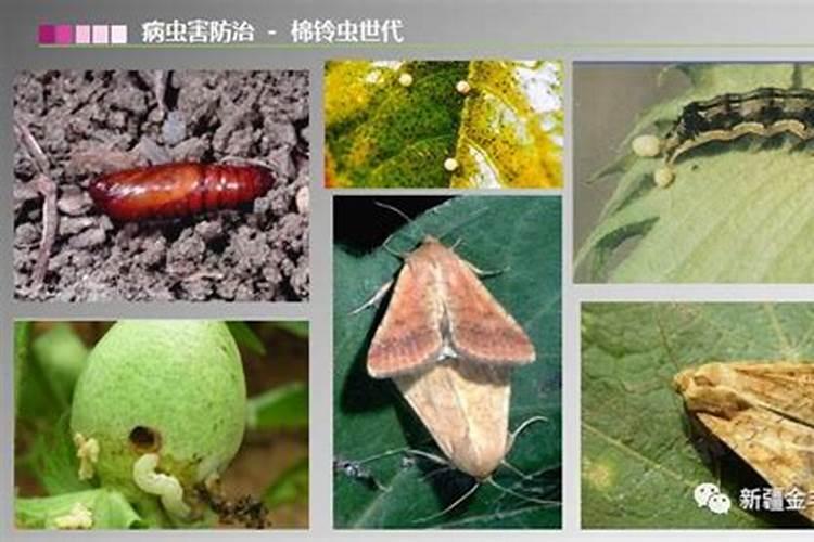 如何防治棉铃虫