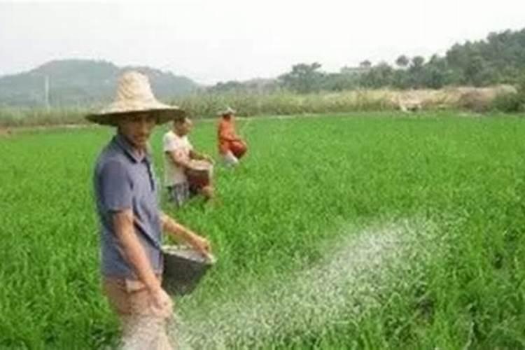 揭秘：为何施肥多了产量却难提升？农耕者必读的深层原因解析