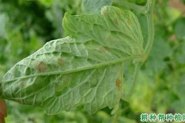 西红柿叶霉病,用点什么药好